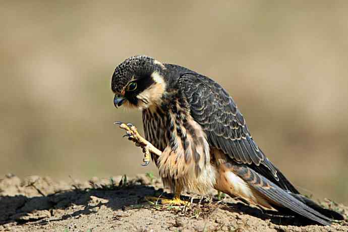 康西草原拍鈥溍外澚憔嗬耄ㄑ圉佬凑妫