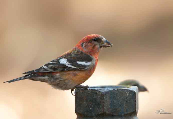 一对罕见的白翅交嘴雀 一对罕见的白翅交嘴雀