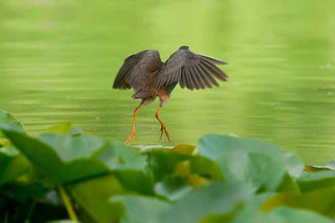 龙潭西湖的白胸苦恶鸟
