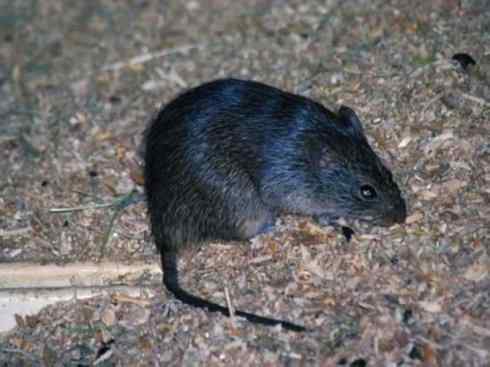 动物世界：山寨还是原创之十一