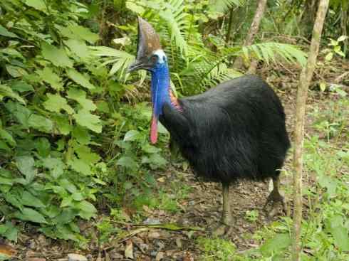 奇特的盔：鹤鸵