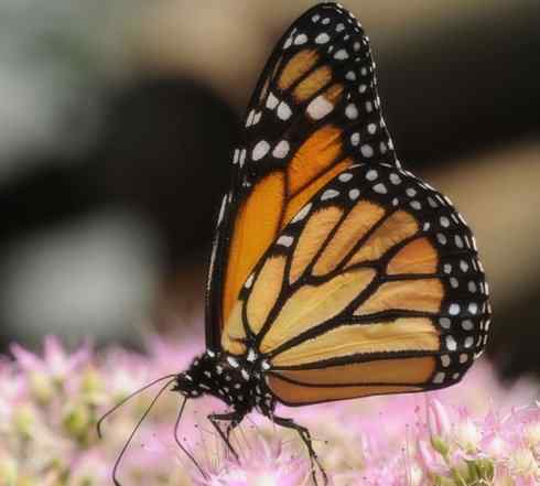 自然奇观：动物大迁徙(帝王蝶）