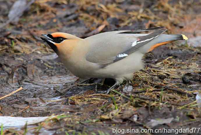 波希米亚太平鸟