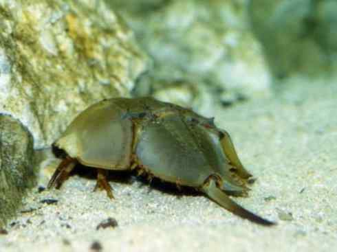 自然奇观：动物大迁徙(鲎)