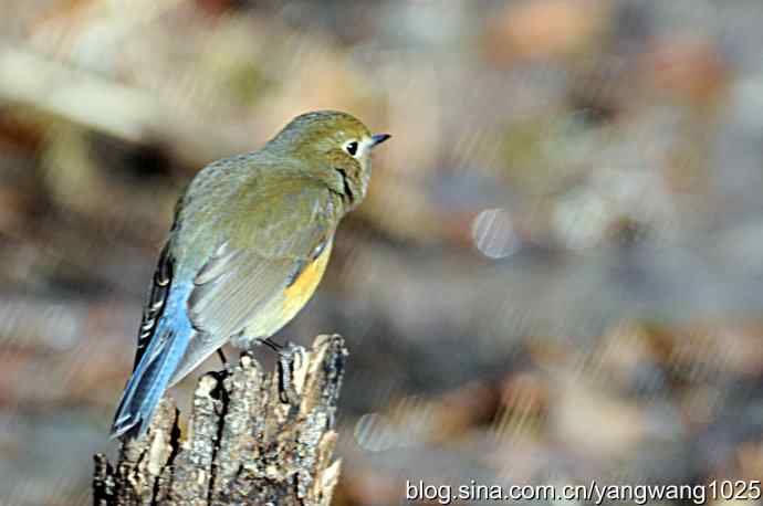 红肋蓝尾鸲 wbr2