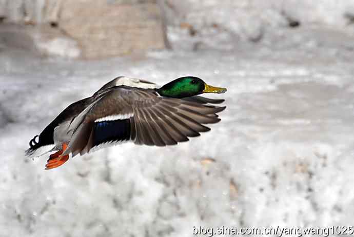 飞(绿头鸭)1 飞(绿头鸭)1
