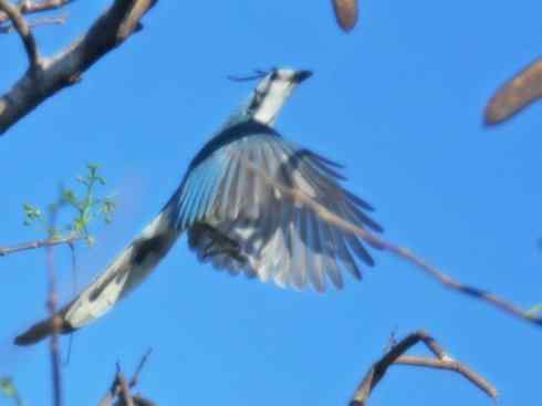 绝色攀禽:戴胜与林戴胜 绝色攀禽:戴胜与林戴胜