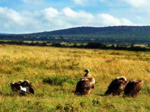 另类鸟类建筑师之一（白鹳、秃鹳）
