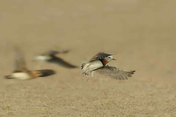 東方鸻(摄于野鸭湖) 東方鸻(摄于野鸭湖)
