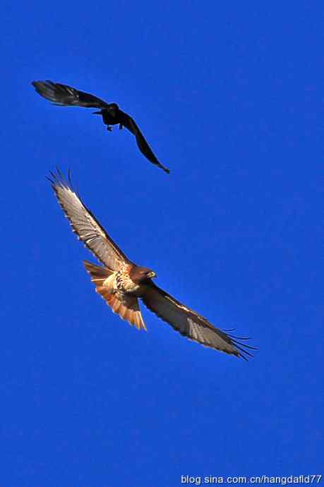 乌鸦驱逐老鹰