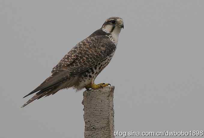 猎隼：国保二级猛禽