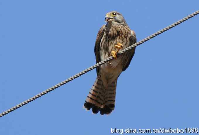 生猛红隼和白尾海雕 生猛红隼和白尾海雕