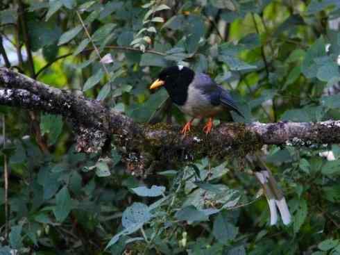 家禽驯化之源之三十一