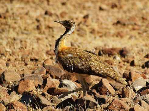 鸟类之最：大鸨