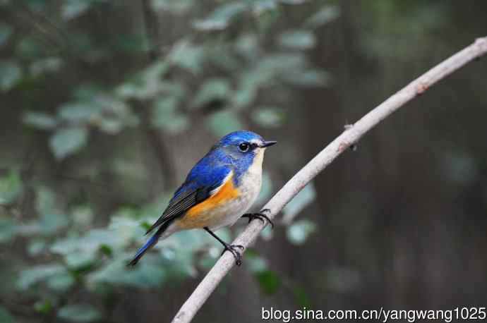 雄性红胁蓝尾鸲（14）