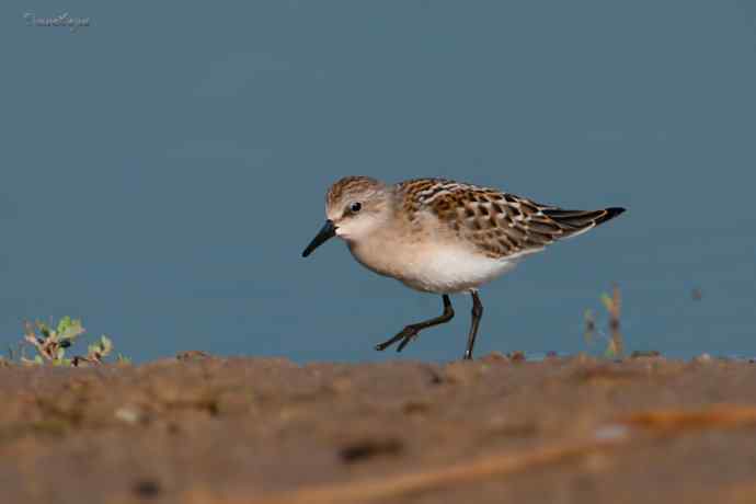 野鸭湖.红颈滨鹬