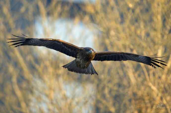 对黑耳鸢K07-012837的12次记录 对黑耳鸢K07-012837的12次记录