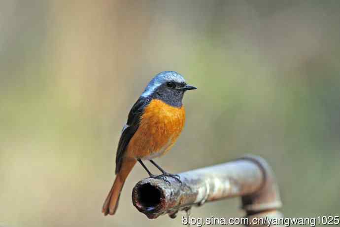 雄性北红尾鸲（31）