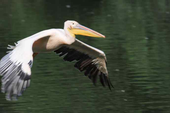 再拍大鹈鹕 wbr wbr4