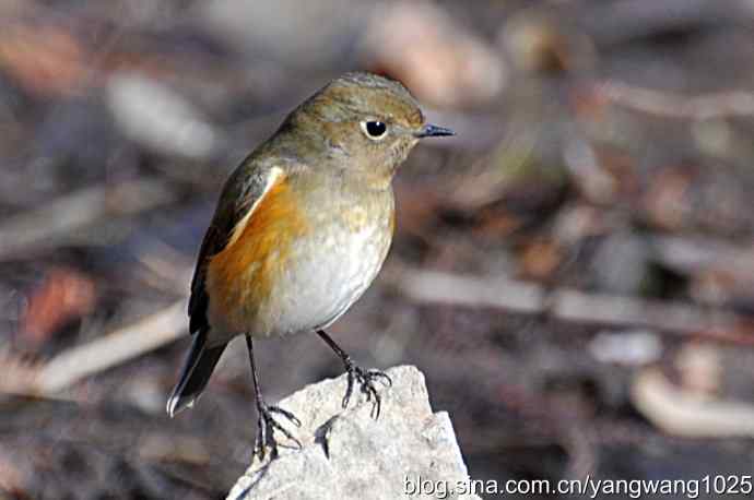 北京植物园的鸟类——红肋蓝尾鸲 3