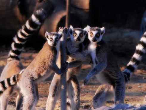 动物世界：山寨还是原创之十五