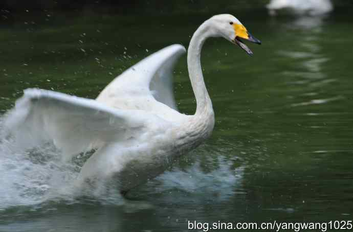 舞（天鹅之舞）