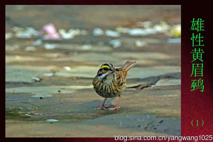 雄性黄眉鹀（1）