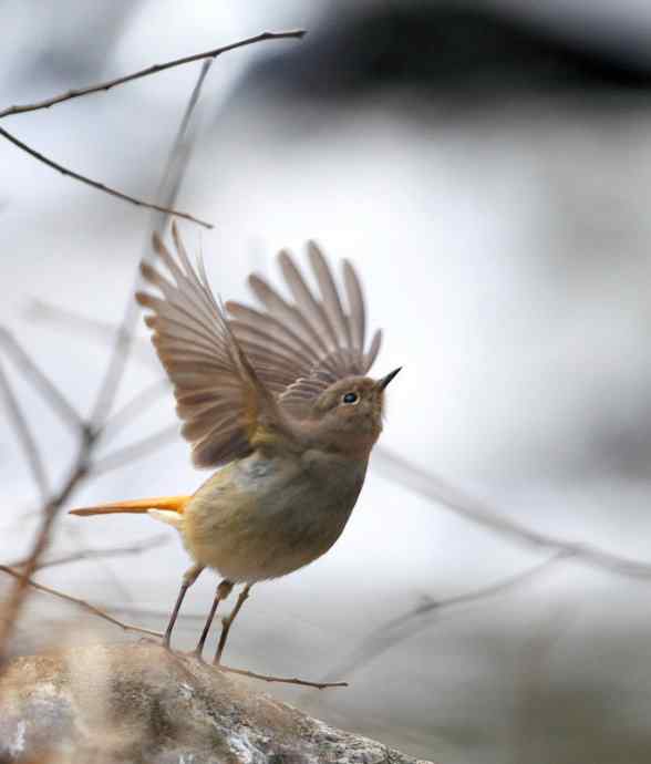 洋县两天观鸟,秦岭如此美妙! 洋县两天观鸟,秦岭如此美妙!