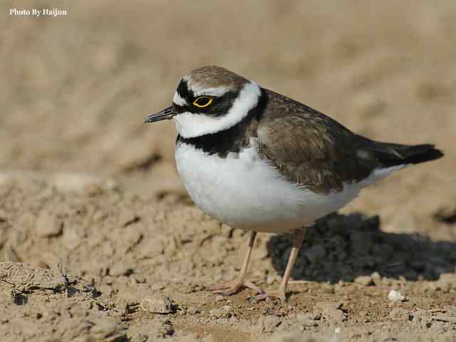 春之歌(野鸭湖拍摄金眶鸻)