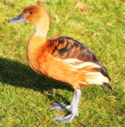 猎奇：十大奇异的雁鸭之四（树鸭、麝鸭）