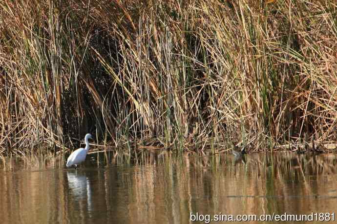 崇明东滩湿地公园十一月鸟况-望远镜打鸟