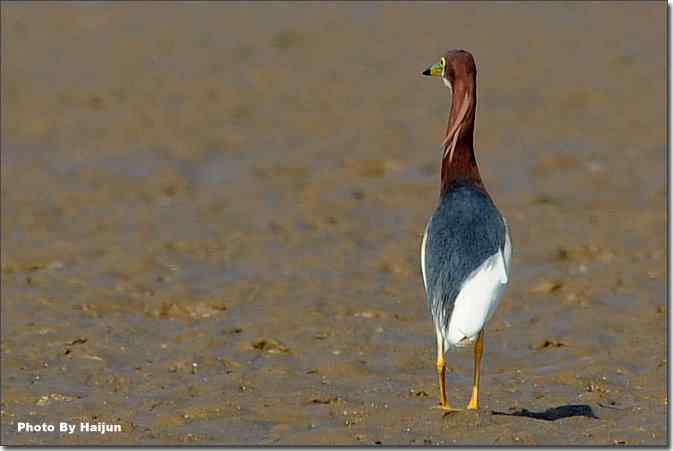  点击图片或使用键盘← →翻页