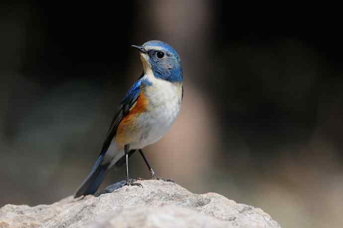 北植的红胁蓝尾鸲