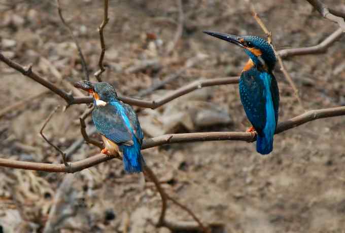 小翠儿的幸福生活