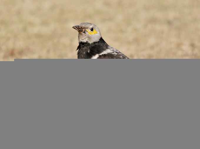 大年三十小夫妻吵架（组图）