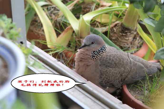 难得一见的鏡头-珠颈斑鸠哺育实拍(市区十五楼的鸟巢续集)