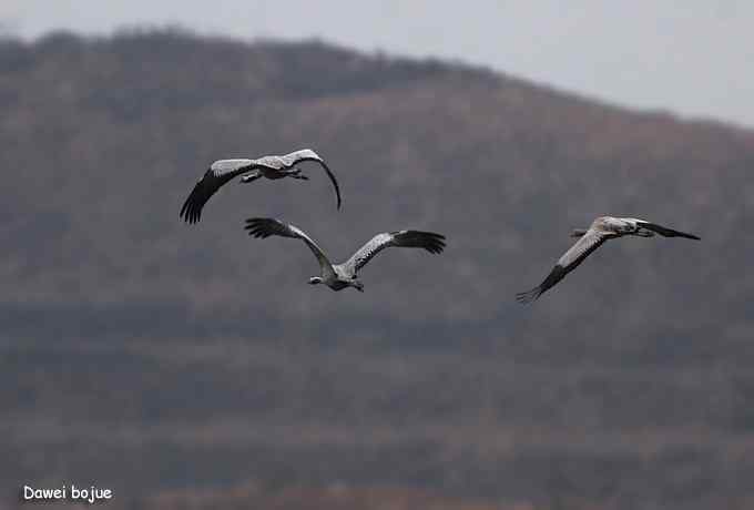 密云水库生境观鸟