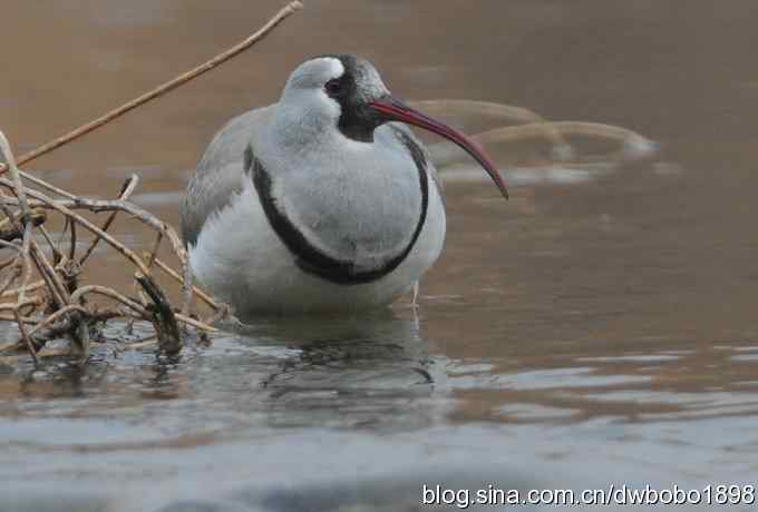 鸟友再聚白河湾 鸟友再聚白河湾