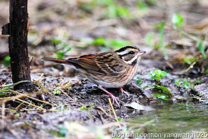 三道眉草鹀（1）