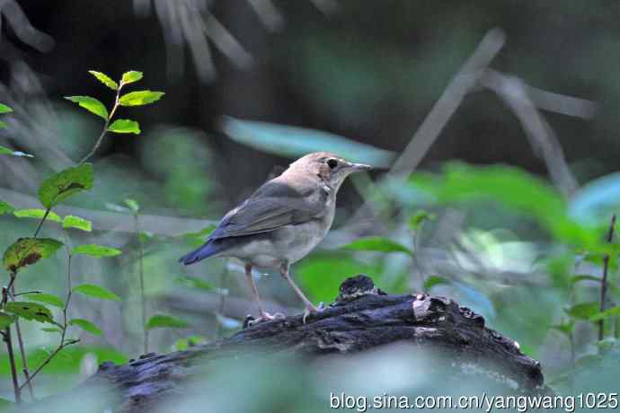 蓝歌鸲（亚成鸟）