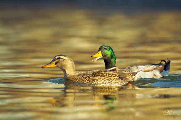 绿头鸭