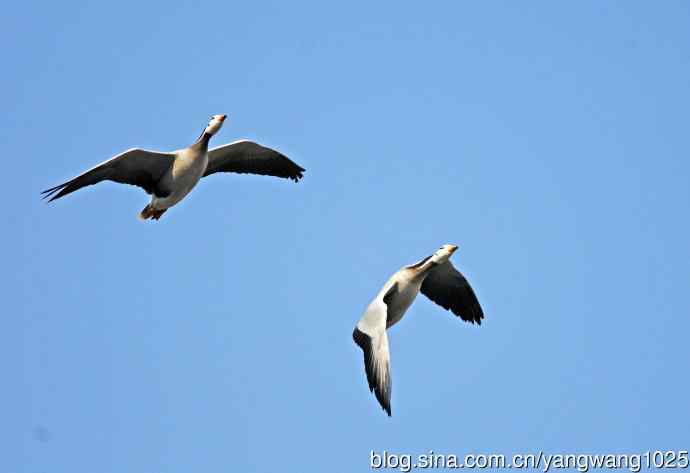 斑头雁（抓拍）13