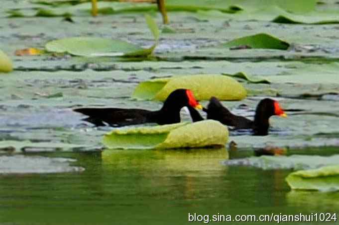 对岸黑水鸡.周末乐卓(奥体公园)
