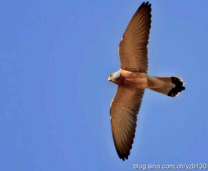 实拍易危物种鈥斺敾谱溃ㄗ橥迹10张图片）