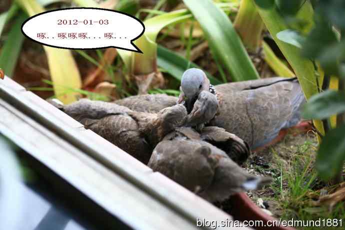 珠颈斑鸠育儿记