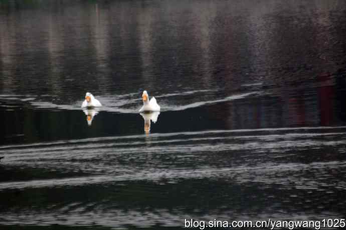 小鸳鸯与大白鸭