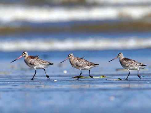 鸟类之最：斑尾滕鹬