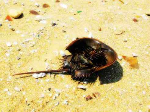 自然奇观：动物大迁徙(鲎)