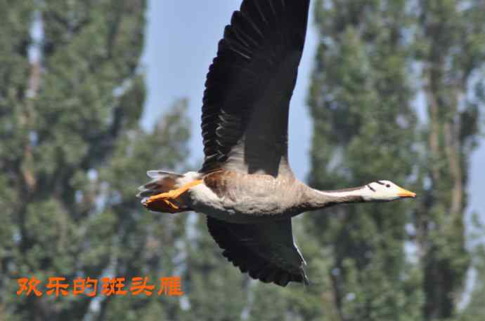 欢乐的斑头雁