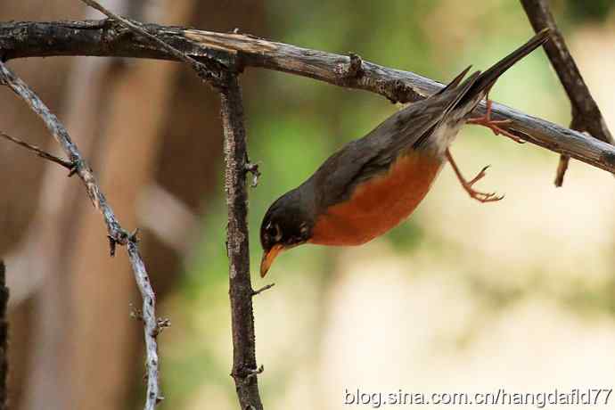 红岩青松路淡定鸟